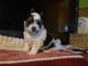 Cachorros de raza Biewer Terrier - Foto 1