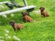 Cachorros de sabueso de montaña bávaro - Foto 1
