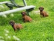 Cachorros de sabueso de montaña bávaro