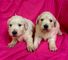 Cachorros hermosos golden retriever