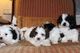 CACHORROS KC REG Shih Tzu - Foto 1