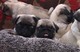 Cachorros Pug, impresionante Kennel Club Reg ListoYa - Foto 1