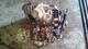 Caja cambios de ford cougar id102693