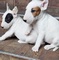 Camada bull terrier en adopcion