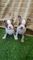 Champagne y azul boston terriers