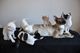 Cornish Rex Kittens para la venta - Foto 1