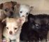 Diminutos cachorros Teacup Chihuahua - Foto 1