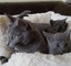 Gatitos azul rusos registrados - Foto 1
