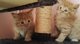 Genuino gatito tica registrados pedigree maine coon por ur diz sa