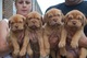 Gratis cachorros de dogo de burdeos para nueva familia - Foto 1