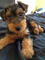 Gratis del terrier galés cachorros disponibles - Foto 1