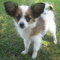 Gratis Papillon cachorros - Foto 1