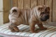 Gratis perritos de shar pei disponibles