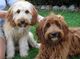 Gratis registrados Norwich de Terrier cachorros listo - Foto 1
