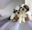 Gratis Shih Tzu cachorros disponibles - Foto 1