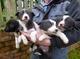 Gratis Welsh Corgi cachorros listo - Foto 1