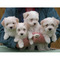 Havanese cachorros de pura raza