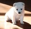 Hermosos perritos de shiba inu para adopcion