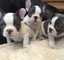 Impresionante azul y negro con capucha doble Bulldog Francés - Foto 1