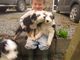 Impresionante border collie pups