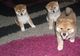 Japonés shiba inu cachorros