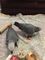 Joven pareja reproductora de loros grises africanos - Foto 2