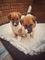 Kc registrados cachorros fox terrier smooth