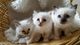 Los bebés impresionantes birman