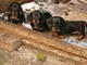 Los cachorros adorables del Dachshund - Foto 1