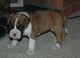 Los cachorros boxer k c reg desde mostrar líneas