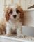 Los cachorros cavapoo impresionantes - Foto 1