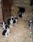 Los cachorros de calidad superior Border Collie - Foto 1