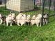 Los cachorros de husky de ojos azules con un poco malamute