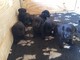 Los cachorros de Labrador negro - Foto 1