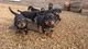 Los cachorros de Rottweiler Pedigree - Foto 1