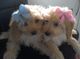 Los cachorros f1b cavapoo Pra Claro - Foto 1