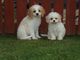 Los cachorros hermosos cavapoo