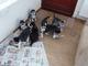 Los cachorros hermosos Husky siberiano - Foto 1