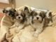 Los cachorros hermosos Kc registrado Lhasa Aspso - Foto 1