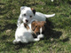 Los cachorros Jack Russell - Foto 1