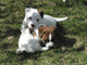 Los cachorros jack russell