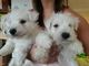 Los cachorros West Highland Terrier - Foto 1