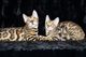Los gatitos de bengala hermoso disponible