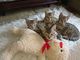 Los gatitos de Bengala Pedigree puro todas las vacunas - Foto 1