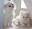 Los gatitos persas - Foto 1