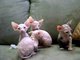 Los gatitos sphynx