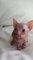 Los gatitos Sphynx hermosas pedigrí Salle - Foto 1