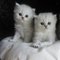 Mooi perzisch kittens
