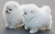 Mujer blanca del perrito Pomerania Tiny - Foto 1