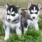 Pendientes husky siberiano cachorros